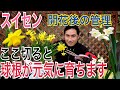 【スイセンの育て方】翌年もたくさん咲かせる管理方法を実践で解説します！【園芸】【ガーデニング】