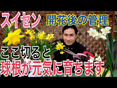すいせんの図の根付け How to Grow Daffodils] A practical guide to maintaining them so