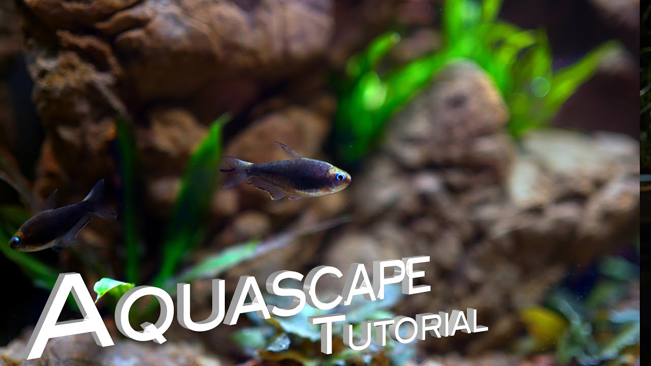 Учебное пособие по акваскейпу: как построить простой акваскейп