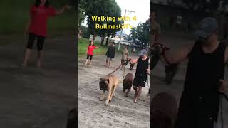 Walking with 4 bullmastiff’s