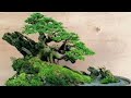 30 inspirasi bonsai panorama terbaik