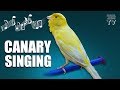 Bird sounds  canary singing  melodies canary bird song  training  faisal javed tv