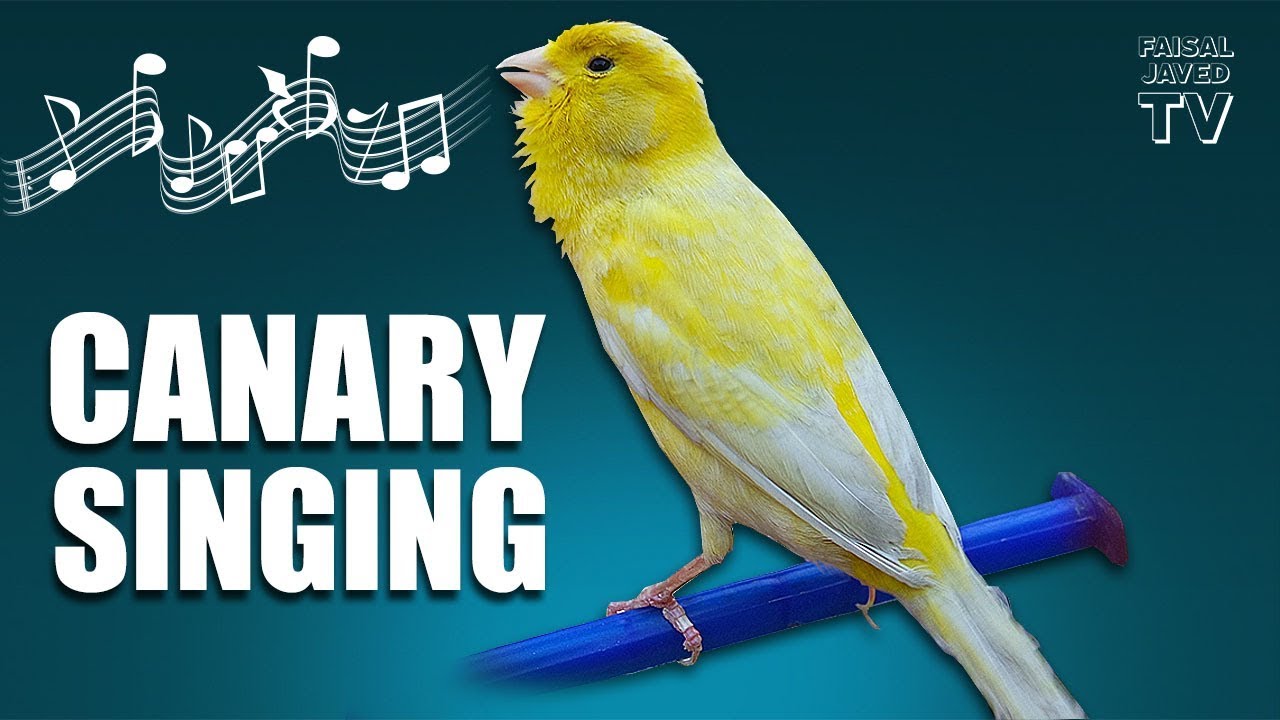 Canary singing video