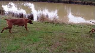 Rhodesian Ridgeback Gaiting Beautifully Despite Hazards by dauntless 54 views 1 year ago 5 seconds