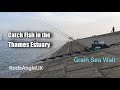 Catch fish in the Thames Estuary: GRAIN SEA WALL