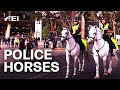 How Police Horses work and live | Equestrian World