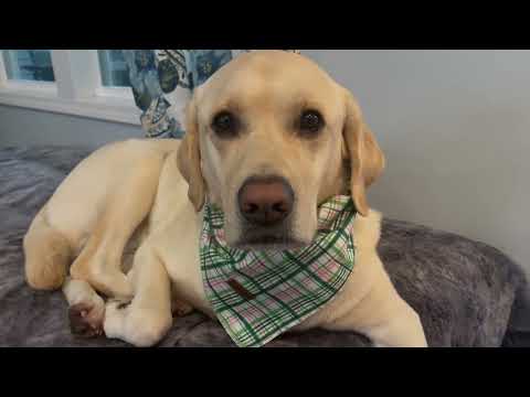 Elegant little tail Dog Bandana, Summer Pet Birthday Gift Dog Bibs Scarf Review