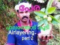 #guava#airlayering#with#fruits#part-2