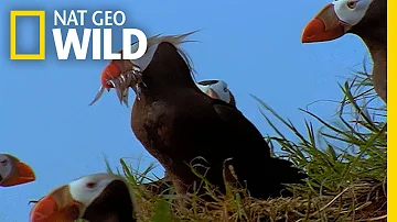 Master Predators of the Sea | Land of 10,000 Grizzlies