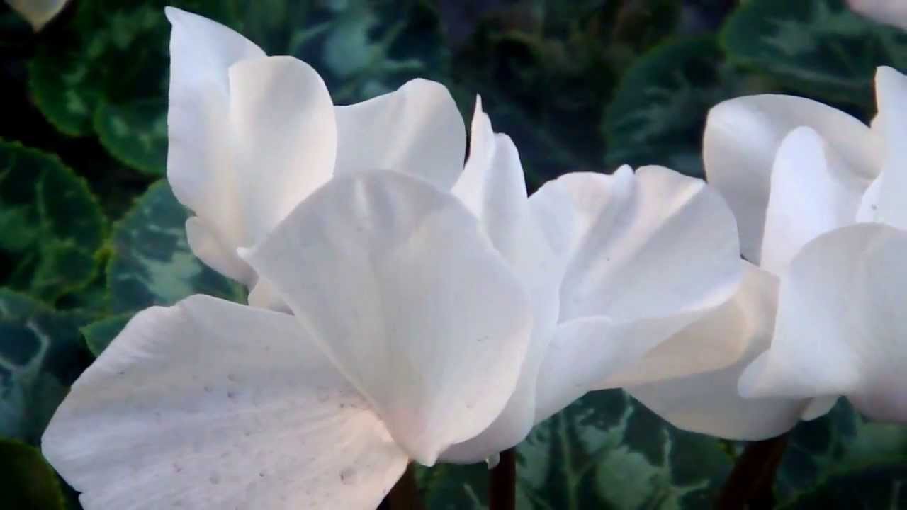 White Cyclamen flowers, beauty of Nature