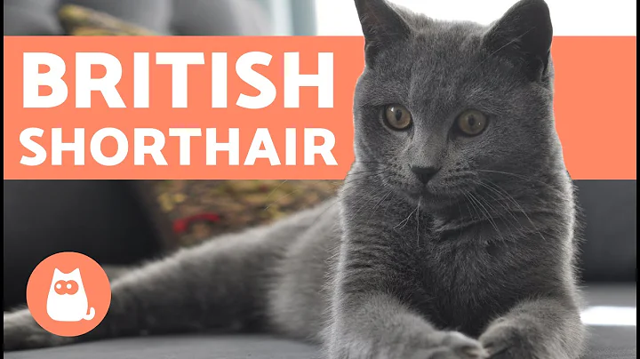 British Shorthair Cat - CHARACTERISTICS and CARE - DayDayNews