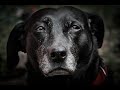 Abschied von meiner lieben Hundedame Ronja