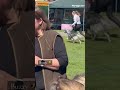 Buzzy 🐝 The English Setter Show Dog at WELKS Champ Dog Show 2026