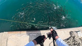 Light Tackle Fishing In Harbor Full Of Fish