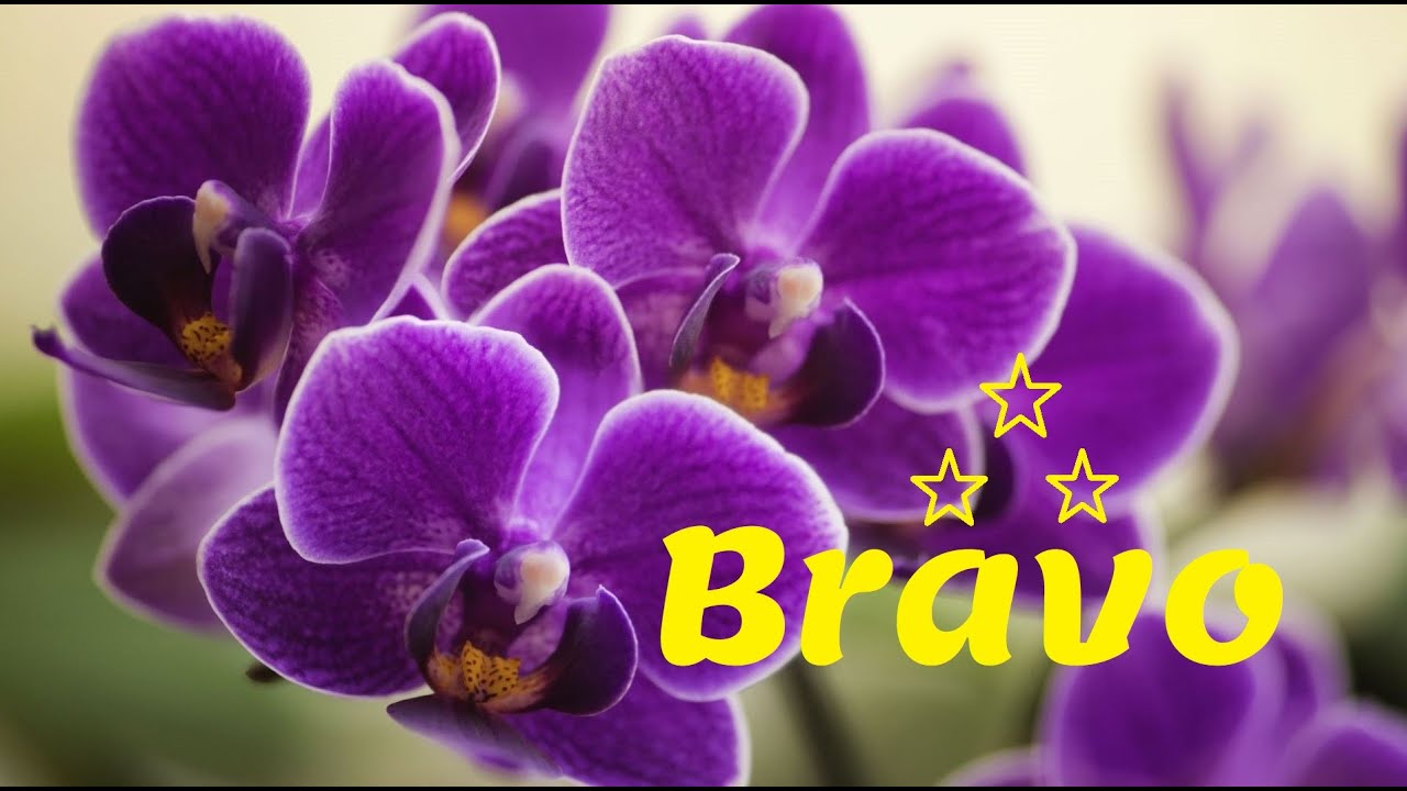 Что нужно сделать, чтобы у орхидеи было много цветов