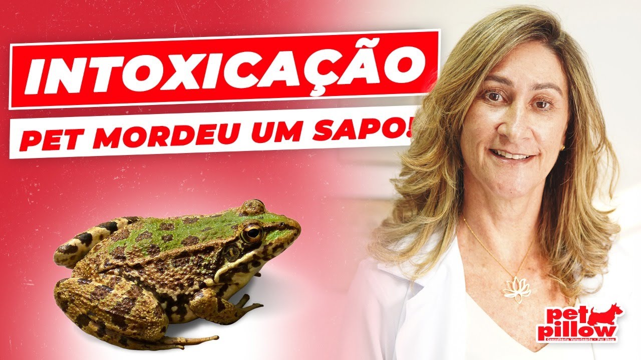 Sintomas De Cachorro Que Mordeu Sapo - RETOEDU