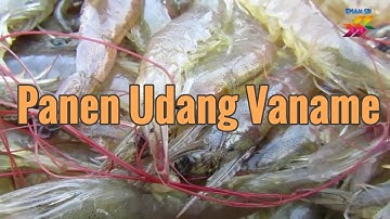 Udang Vaname umur 3 bulan di Lombok Tengah