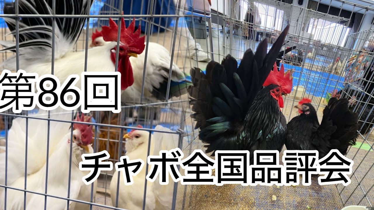 第86回　チャボ全国品評会