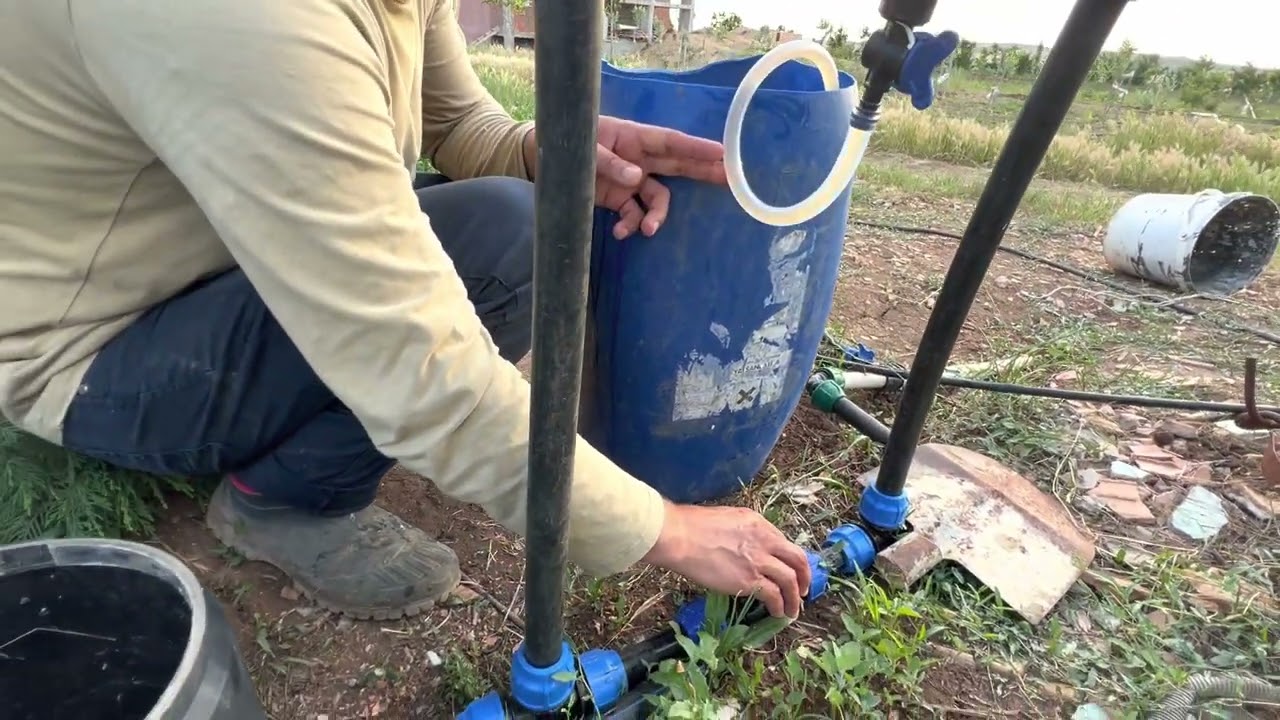 CEVİZ de damla sulamadan gübre verme