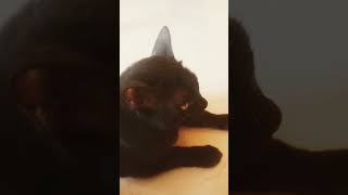 Ek din ka cm cat🤣🤣 nayak hindi movie dialogue #cats #comedy #hindicomedy #dialogue #nayak #shorts