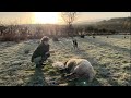LAMBING SHEEP OUTDOORS IN SCOTLAND