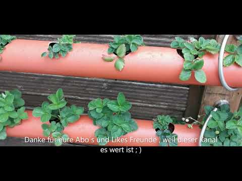 Video: Erdbeeren Vertikal Anbauen