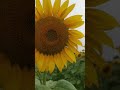 Сонях який виділяє нектар Сонях який виділяє нектар