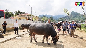 XEM NHỮNG TRÂU TO VÀ ĐẸP CHỢ PHIÊN BẮC HÀ / TÌNH HÌNH GIÁ TRÂU BÒ HIỆN NAY
