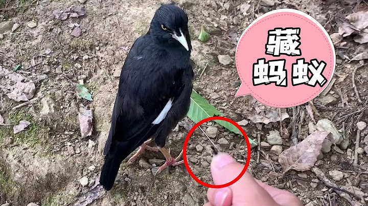 原来小鸟把蚂蚁藏在身上是这个原因，我一直以为它私藏食物呢【天下一场梦】