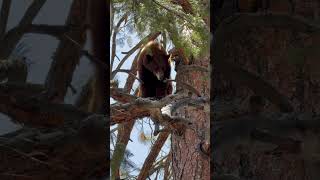 What a way to enjoy gods creations #bear #outdoors #godscreation #dog