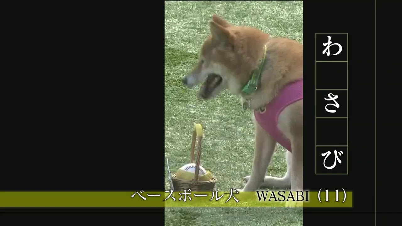 プロフェッショナル 私の流儀 ベースボール犬わさび編 Youtube