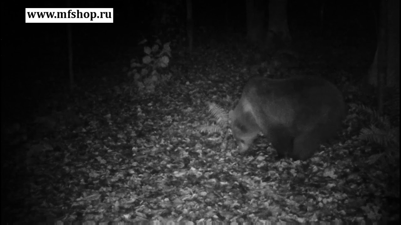 mfshop ru video BolyGuard MG983G 30M 3