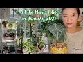 January 2021 Common &amp; Rare Plant Haul 🌿 || Plants I Got in January + Care Tips for Each Plant 🪴 4K