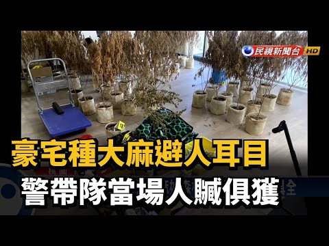 豪宅種大麻避人耳目 警帶隊當場人贓俱獲－民視新聞