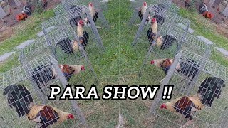 PARA SHOW 💯‼️ Grey Brown Red Hatch Beautiful Birds Jose Gamez Criadero Welders