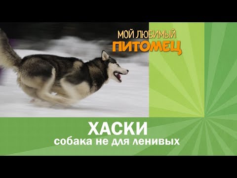 Видео: Как ухаживать за сибирской хаски