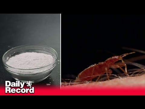 The ingredient to 'kill' bed bugs you can find in the kitchen cupboard