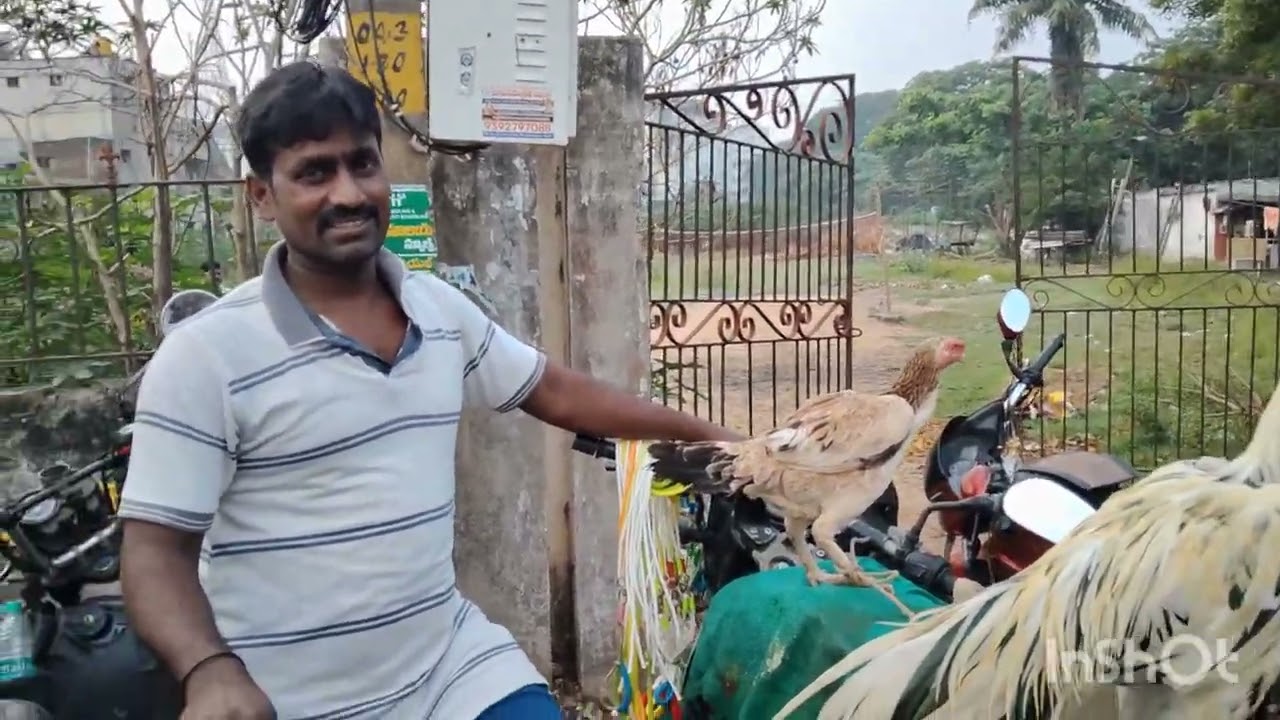  నెల్లూరు సండే కోళ్ల మార్కెట్ 😊😊