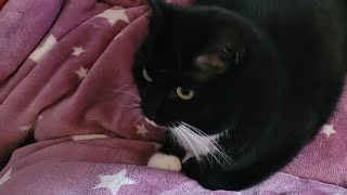 süsse Katze Blacky weiss nicht was sie will #katzen #katzenvideos