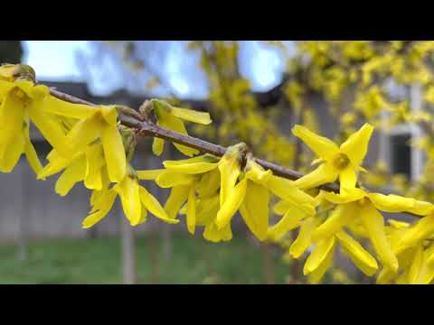 Video: Ինչու է Forsythia- ն հրաժարվում ծաղկելուց: