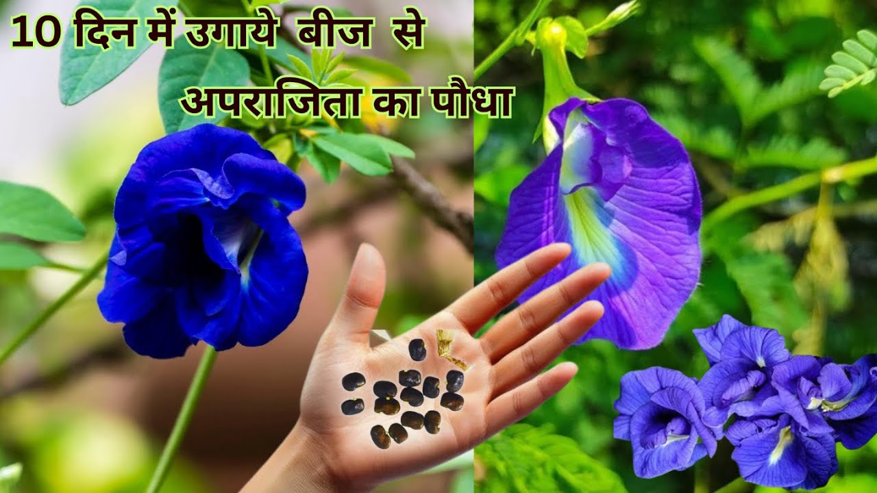 Aprajita flower plant (Butterfly Pea) ko beej se ugane ka complete process | Home Gardening Tips