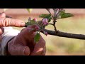 Anatomie van de appelboom  inleiding tot knoptypen vorming en groei