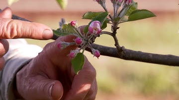 Apple Tree Anatomy - Introduction to Bud Types, Formation and Growth