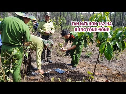 Video Chính quyền giao hơn 231 ha rừng cộng đồng nhưng dân... - youtube