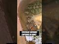 Tortugas ENORMES captadas en video #tortuga #turtle #lagarto #prehistoric #dinosaur #dinosaurios