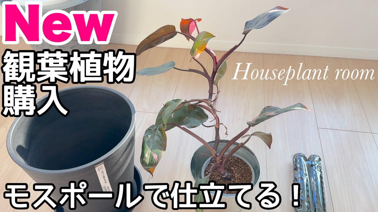 I Just Bought a New Houseplant with Beautiful Pink Variegation and