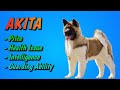 Akita - Dog Breed Review || Dogs Junction. の動画、YouTube動画。
