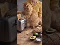 cat interrupt #cooking #cat #orangecat #avocado