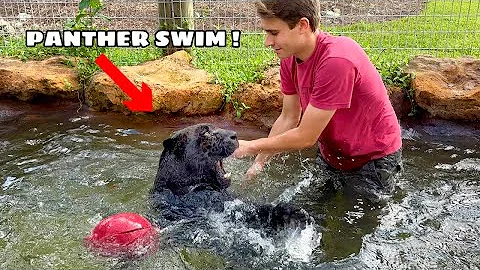 SWIMMING WITH 250LB BLACK PANTHER !