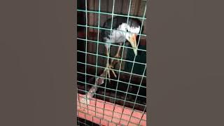 Burung ruwak ruwak gacor
